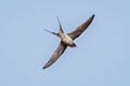 Crested Treeswift Hemiprocne coronata