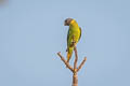 Plum-headed Parakeet Psittacula cyanocephala