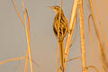 Striated Grassbird Megalurus palustris toklao