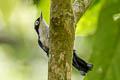 Blue Nuthatch Sitta azurea expectata
