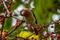 Brown Barbet Caloramphus fuliginosus tertius