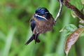 Whiskered Treeswift Hemiprocne comata comata