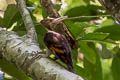 Orange-backed Woodpecker Chrysocolaptes validus xanthopygius