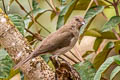 Black-billed Thrush Turdus ignobilis debilis