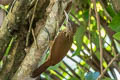 Buff-throated Woodcreeper Xiphorhynchus guttatus guttatoides