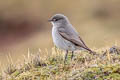 Cinereous Ground Tyrant Muscisaxicola cinereus