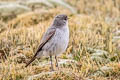 Cinereous Ground Tyrant Muscisaxicola cinereus