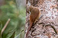 Cinnamon-throated Woodcreeper Dendrexetastes rufigula devillei 
