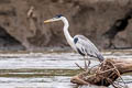 Cocoi Hero Ardea cocoi (White-necked Heron)