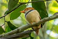 Collared Puffbird Bucco capensis