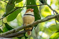 Collared Puffbird Bucco capensis