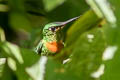Gould's Jewelfront Heliodoxa aurescens