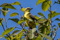Lemon-browed Flycatcher Conopias cinchoneti cinchoneti