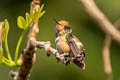 Rufous-crested Coquette Lophornis delattrei delattrei