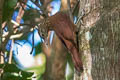 Straight-billed Woodcreeper Dendroplex picus peruvianus 