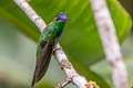 Violet-fronted Brilliant Heliodoxa leadbeateri otero