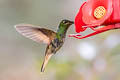 Violet-throated Starfrontlet Coeligena violifer albicaudata