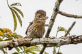 Western Striolated Puffbird Nystalus obamai