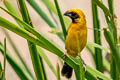 Asian Golden Weaver Ploceus hypoxanthus hypoxanthus