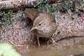 Baikal Bush Warbler Locustella davidi suschkini