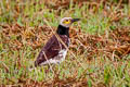 Black-collared Starling Gracupica nigricollis