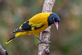 Black-hooded Oriole Oriolus xanthornus xanthornus 