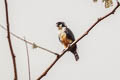 Black-thighed Falconet Microhierax fringillarius