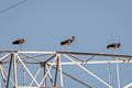 Black Stork Ciconia nigra
