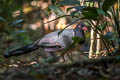 Coral-billed Ground Cuckoo Carpococcyx renauldi