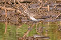 Green Sandpiper Tringa ochropus