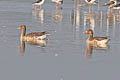 Greylag Goose Anser anser rubrirostris