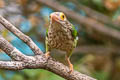 Lineated Barbet Psilopogon lineatus hodgsoni