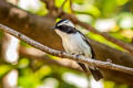 Little Pied Flycatcher Ficedula westermanni australorientis