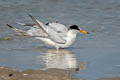 Little Tern Sternula albifrons pusilla