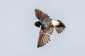 Nepal House Martin