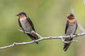 Pacific Swallow Hirundo javanica javanica