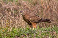Pied Harrier Circus melanoleucos