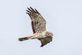 Pied Harrier Circus melanoleucos