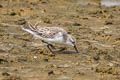 Red-necked Stint Calidris ruficollis