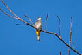 Scaly-breasted Bulbul Ixodia squamata weberi