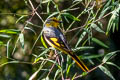 Scarlet Minivet Pericrocotus speciosus semiruber