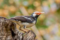Siamese Pied Myna Gracupica floweri