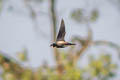 Silver-backed Needletail Hirundapus cochinchinensis cochinchinensis