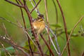 Streaked Weaver Ploceus manyar williamsoni
