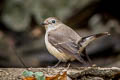 Taiga Flycatcher Ficedula albicilla (Red-throated Flycatcher)