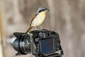 Tiger Shrike Lanius tigrinus