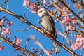 White-headed Bulbul Hypsipetes thompsoni