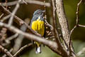 Yellow-bellied Flowerpecker Pachyglossa melanozantha