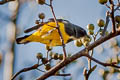 Yellow-bellied Flowerpecker Pachyglossa melanozantha