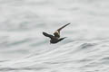 Ashy Storm Petrel Hydrobates homochroa
